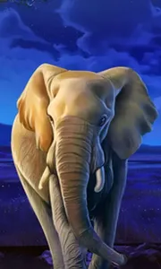 African Elephant